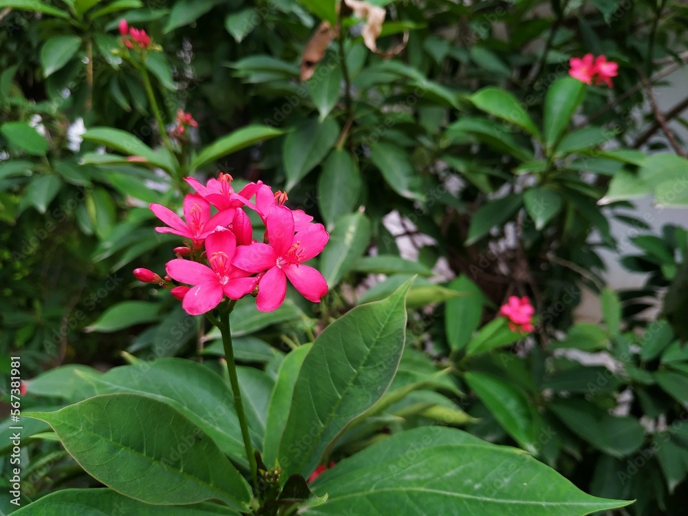 pink rose bush pink rose bush
