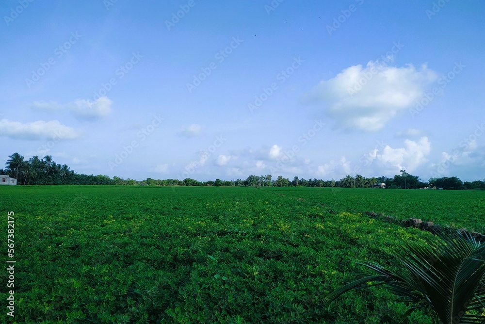 Obraz premium field and sky