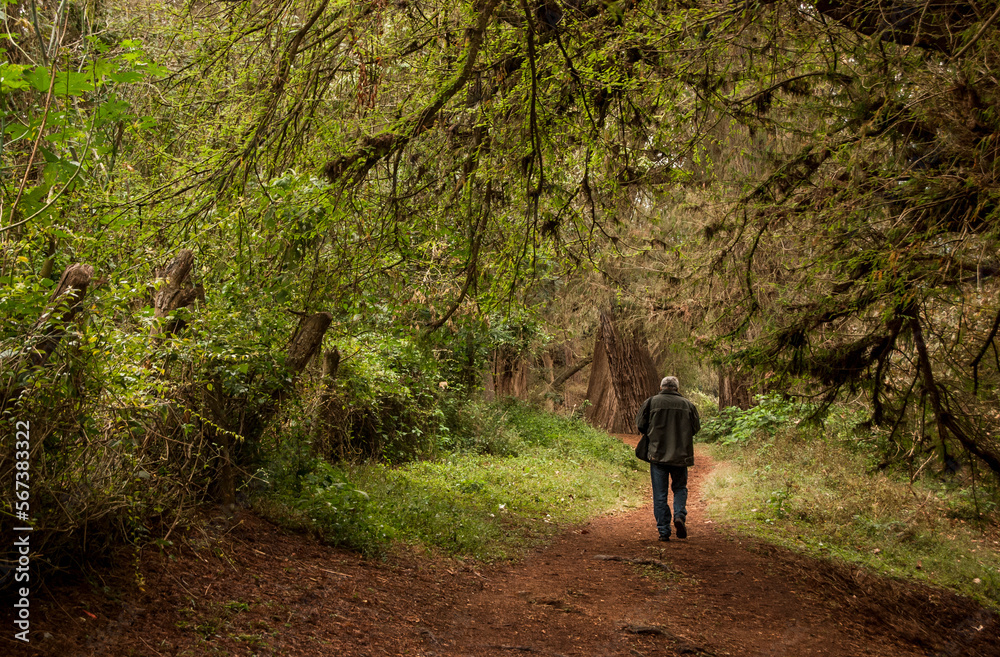 Paseo en los ahuehuetes