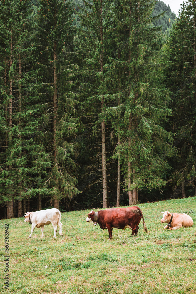 Obraz premium Three cows enjoying the green grass in the Alps