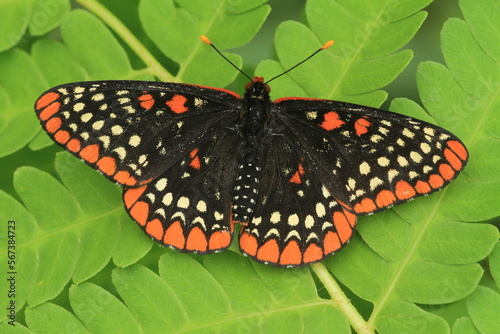 Baltimore checkerspot butterfly (euphydryas phaeton) on fern