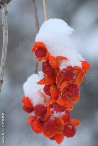 Fotografie Snow covered American bittersweet berries (Celastrus scandens)