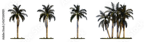 Night scene landscape element for 3d Architectural visualization. Roystonea regia palm tree with outdoor up lighting isolated on transparent background. 3d rendering illustration. PNG format	