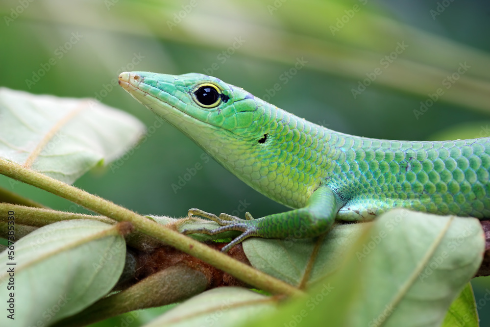 Emerald tree skink on branch, green lizard close up Emerald tree skink on branch, green lizard close up