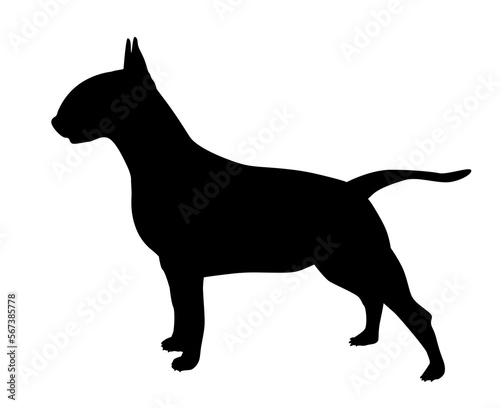 Fotografi Bull terrier silhouette of a standing dog Isolated vector illustration of a bull terrier