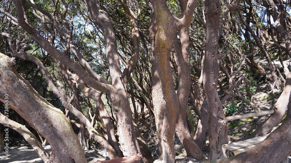 Fototapeta premium tree in the woods