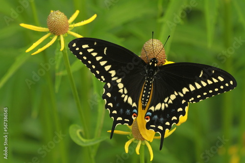 Eastern black swallowtail butterfly male (papilio polyxenes) on a yellow headed coneflower (Ratibida pinnata)