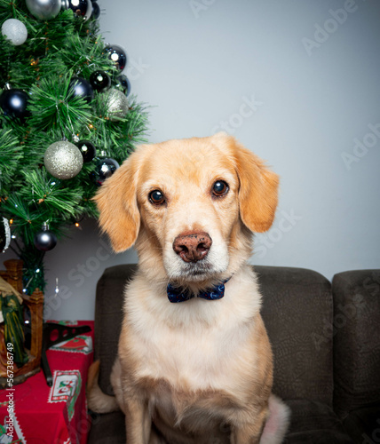 dog with christmas present
