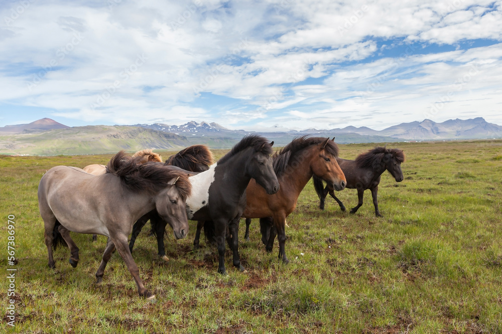 Icelandic horses graze in a scenic field with mountains in the background.