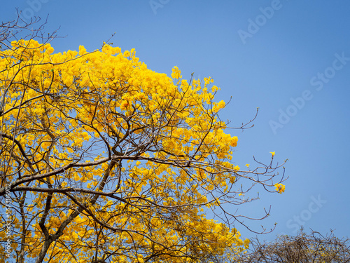 Florecimiento de Guayacanes