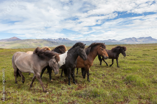 Horse herd in Iceland. Beautiful icelandic horses graze in the field.