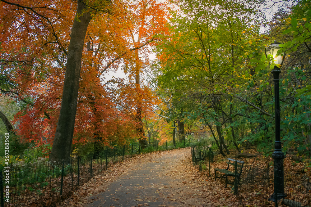 Central park in New York City Manhattan at golden autumn , United States