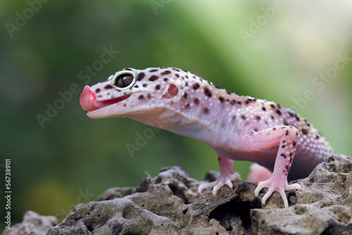 Leopard gecko lizards on the rock, cute lizards that are easy to care for, eublepharis macularius, animal closeup