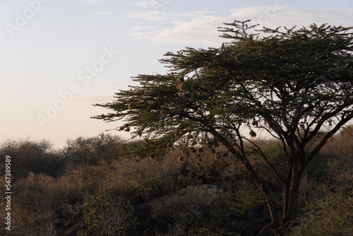 Village weaver nests in an acacia tree