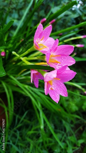 pink and white flower