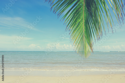 Palm tree branch and Caribbean sea . Travel background. © Swetlana Wall