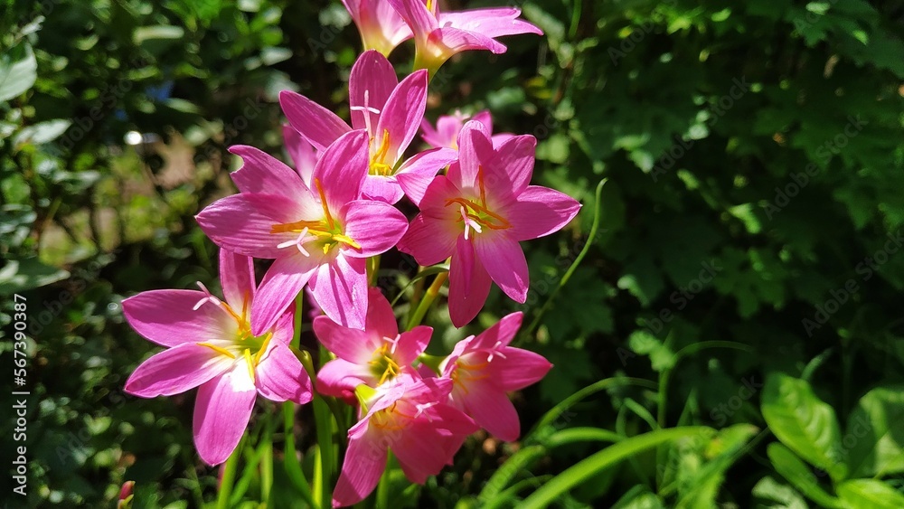pink flowers in the garden pink flowers in the garden