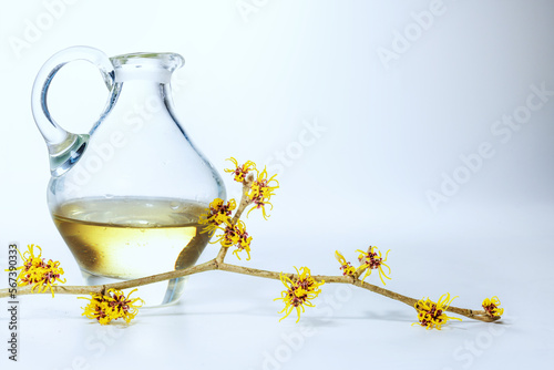 Glass jug with essential oil and aflowering hamamelis or witch hazel branch  natural cosmetics for body and skin care  gray background  copy space  selected focus