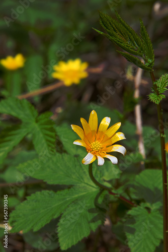 Buttercup ficaria (Lesser celandine, Ficaria verna L.) in North broad-leaved grove at spring photo