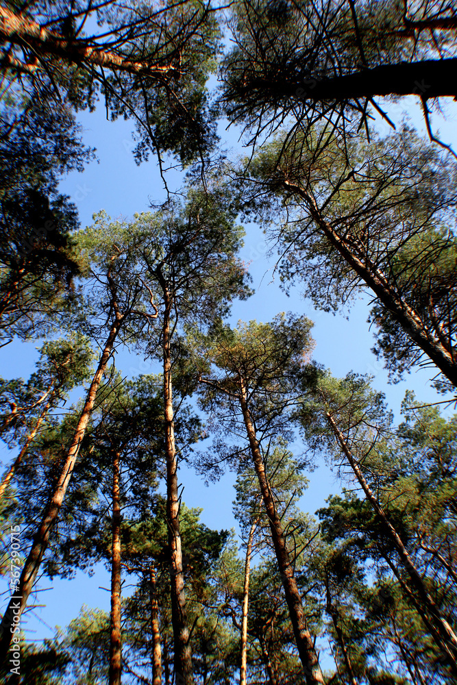 Obraz premium trees in the forest