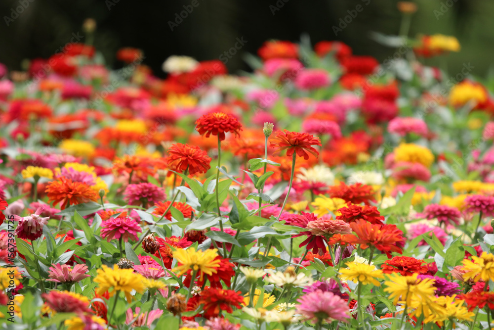 Zinnia elegans blooming colorful flowers in the park blurred background Zinnia elegans blooming colorful flowers in the park blurred background