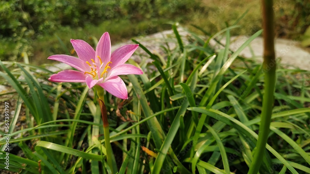 Fototapeta premium pink rain lily