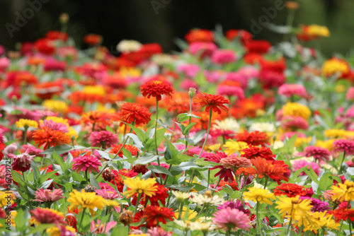 Zinnia elegans blooming colorful flowers in the park blurred background