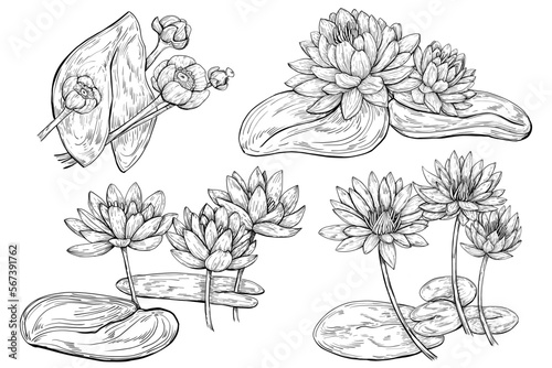 Hand drawing water lillyes. Botanical line drawing