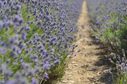Fototapeta Naklejka Na Ścianę i Meble -  Mesmerising lavender field in a bright sunshine