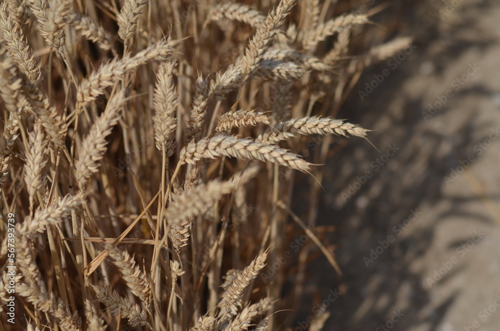 Fototapeta premium Field of wheat of golden colour