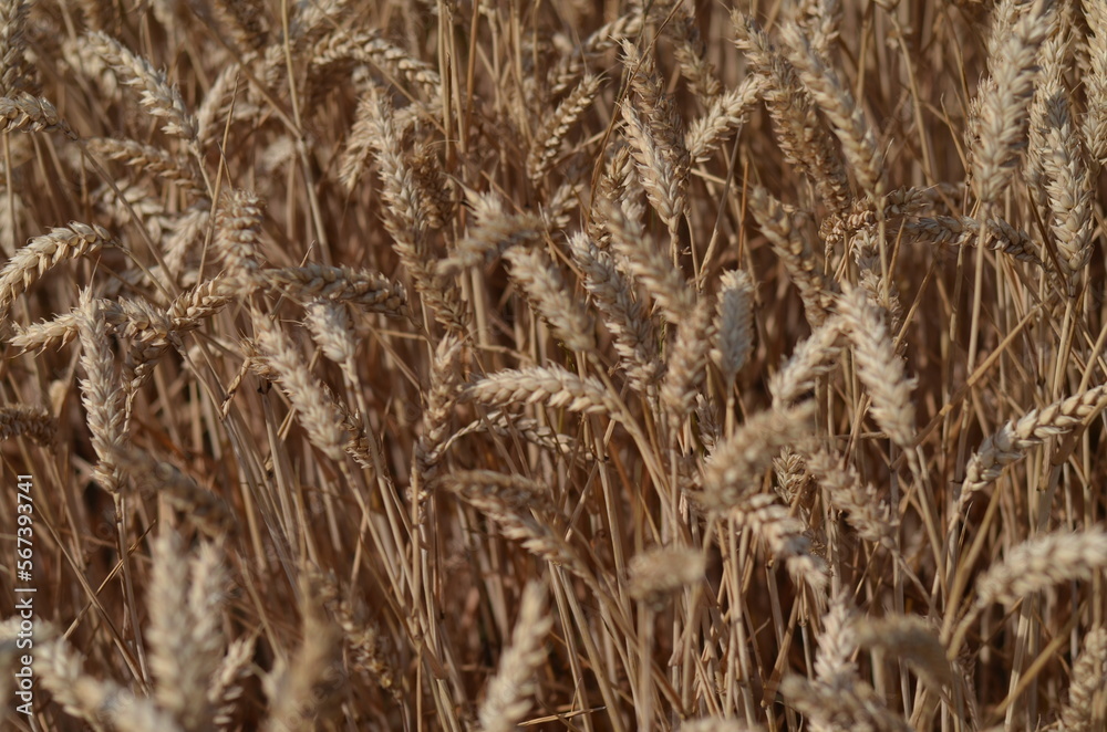 Fototapeta premium Field of wheat of golden colour