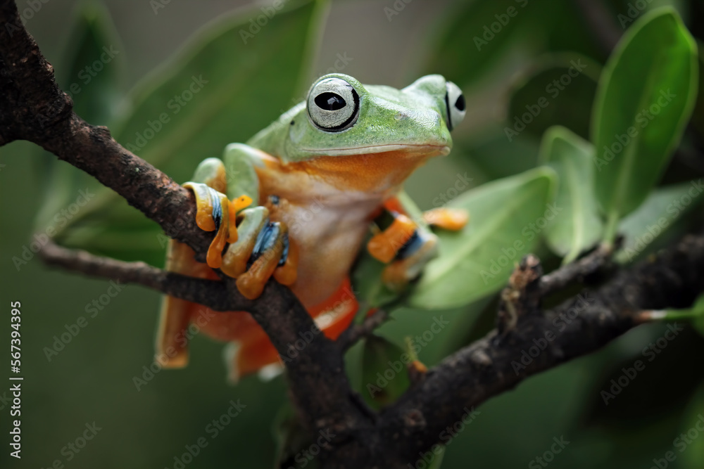 flying tree frog on branch, Javan tree frog Rhacophorus reinwardtii, animal closeup flying tree frog on branch, Javan tree frog Rhacophorus reinwardtii, animal closeup