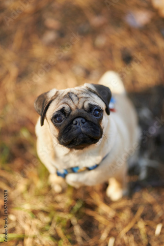The dog walks in nature. Portrait of a young pug close-up. Pet protection concept. 