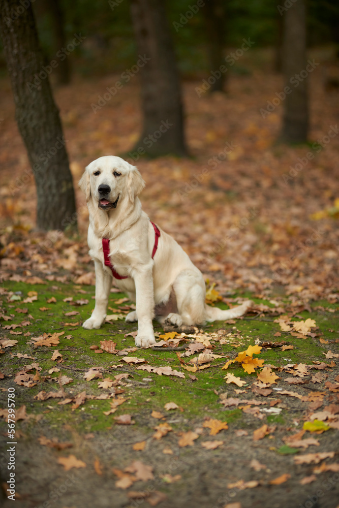 Golden retriever in the forest. The dog walks in nature. Portrait of a young golden retriever. Dear dog. Pet protection concept. Golden retriever in the forest. The dog walks in nature. Portrait of a young golden retriever. Dear dog. Pet protection concept.
