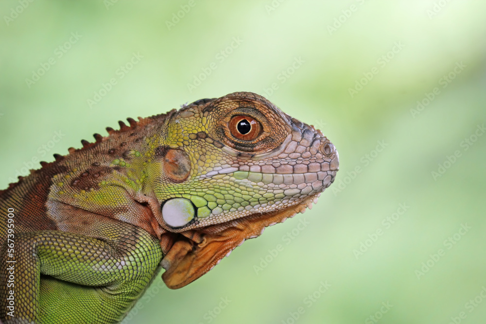 Fototapeta premium Red iguana on a branch, iguana on a tree, animals close up
