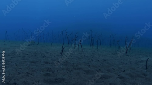 Garden Eel beside the famous Liberty ship wreck. Sea life of Tulamben, Bali, Indonesia. 4k underwater video. photo