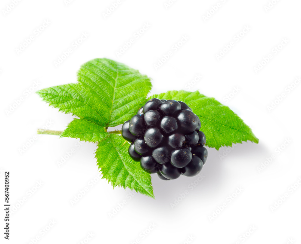 Brombeere_mit_Blaettern_01 Brombeere_mit_Blaettern_01