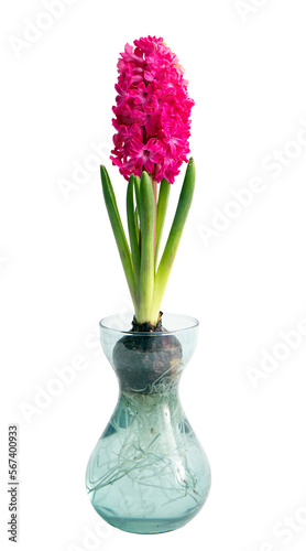 Hyacinths Hyacintus orientalis growing and blooming in home in special growing glass vase, isolated on white background. photo