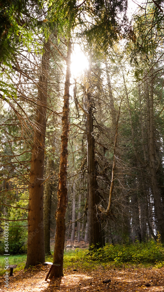 Obraz premium The sun filtering through the forest 