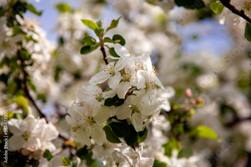 White flowers of the apple tree, blooming in spring. © Gerard