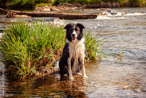 Border Collie dog by the clear rushing river in the sunshine. © Gerard