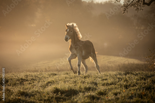 Fotografie Haflinger foal
