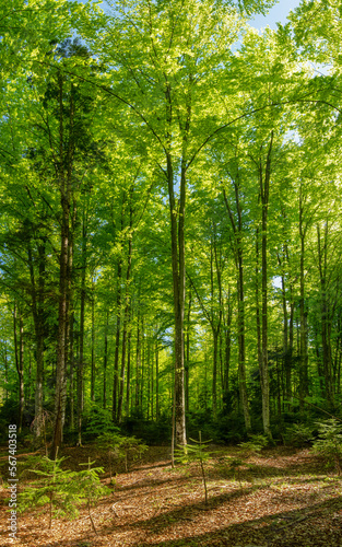 A beech forest with blooming leaves. Springtime. The trees and their leaves are bright green. Luxuriant vegetation in Carpathia, Romania.