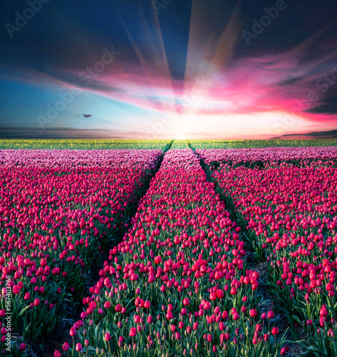Fairytale mystical stunning magical spring landscape with tulip half a mile on the background of a cloudy sky at sunrise in Holland. Charming places.
