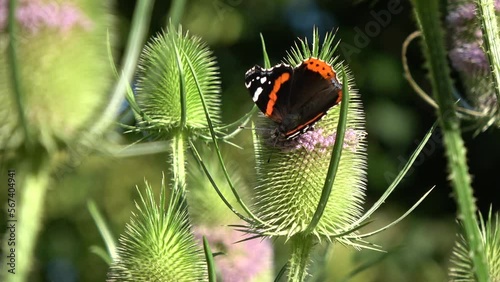 Blossoming wild teasel Dipsacus fullonum and butterfly red admiral Vanessa atalanta