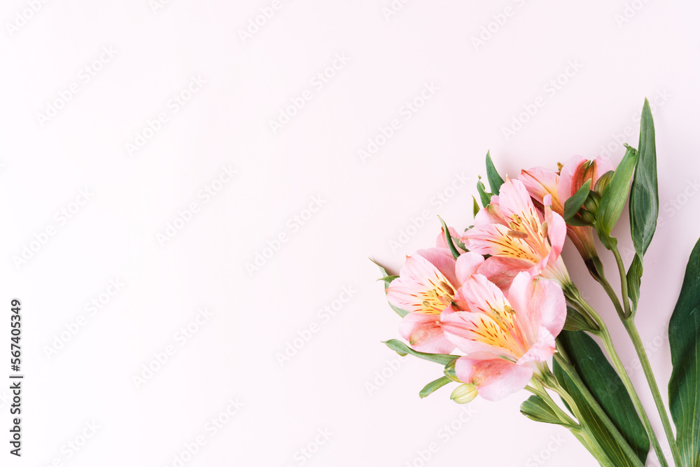 Alstroemeria blooming on a pink background.