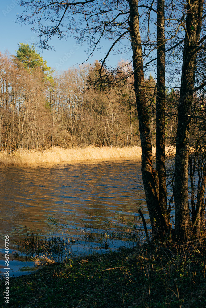 reeds on the lake, landscape with lake and trees, lake in the forest reeds on the lake, landscape with lake and trees, lake in the forest