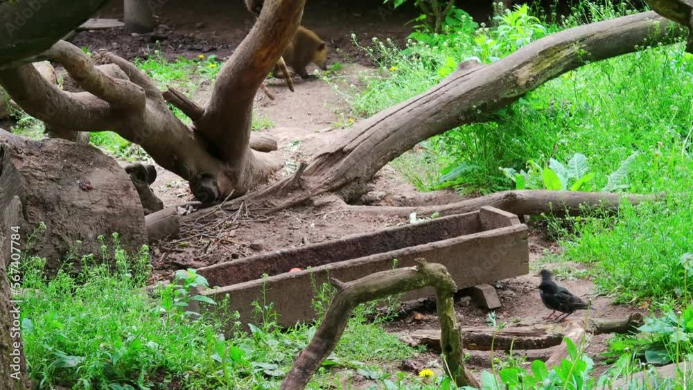 Brown-nosed coati climbs a tree in the middle of foliage Brown-nosed coati climbs a tree in the middle of foliage