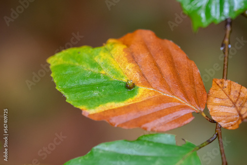 Closeup or macro of a leaf in autumn or fall
