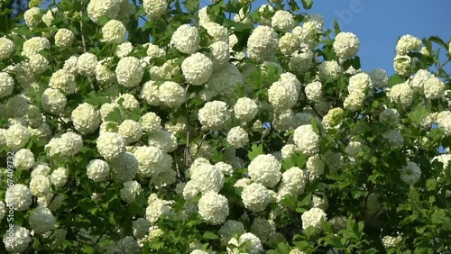 Viburnum guilder rose white blossoms in wind


